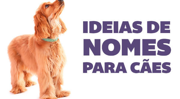 Nomes para cachorro Mais de nomes para seu cãozinho