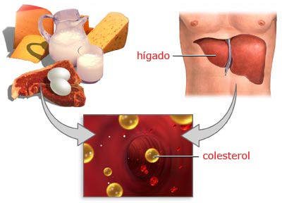 Colesterol HDL – entenda o que é o colesterol bom e como melhorar o seu!