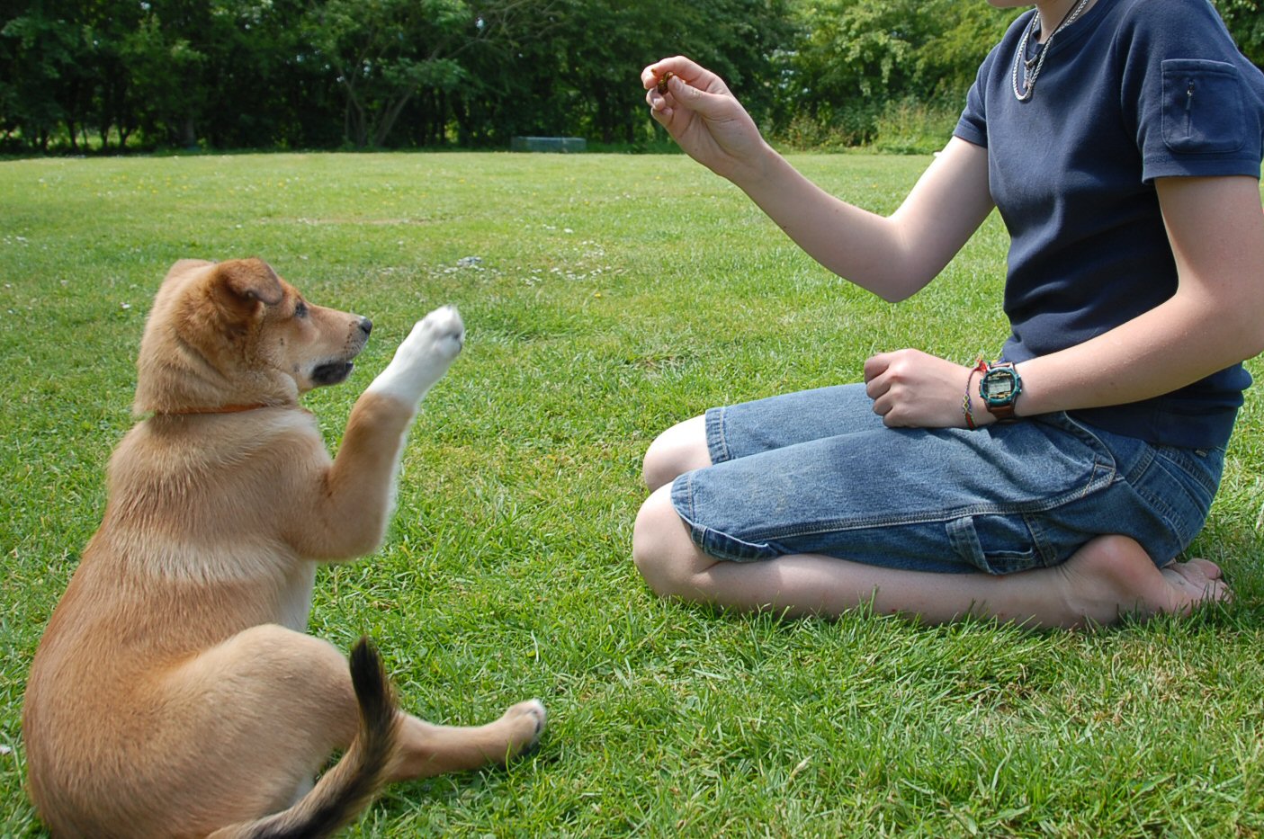 Como fazer seu cachorro te obedecer: dicas de adestramento