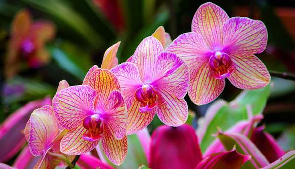 Saiba Como Plantar e Cuidar De Orquídeas