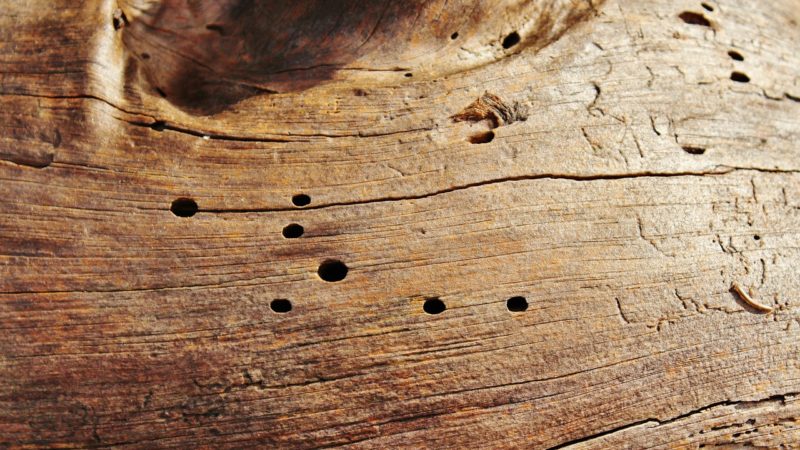 Como evitar pragas de madeira