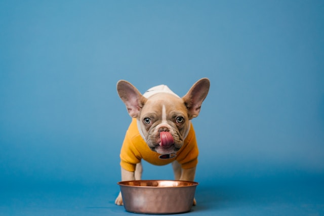 Como Escolher Suplemento para Cachorro: 10 passos